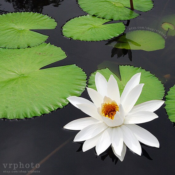White Lotus Wall Decor Lotus Wall Art Water Lily Botanical Etsy