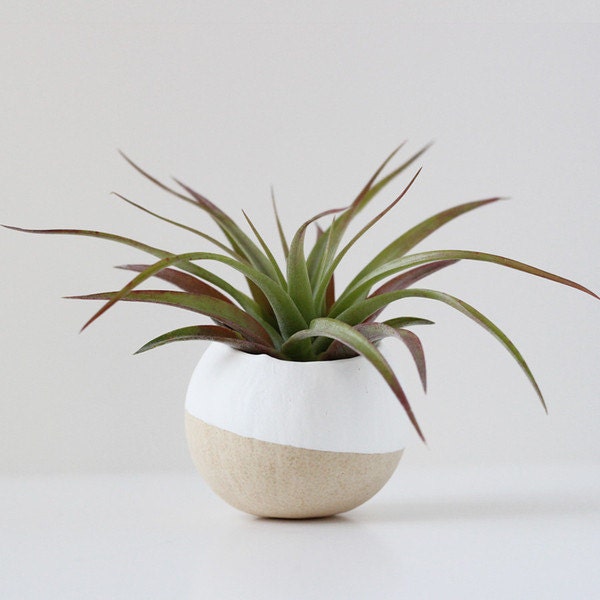 Small White Air Plant Pod w/ Air Plant