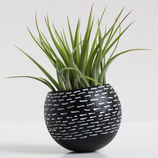 Small Black and White Dash Air Plant Pod with Air Plant