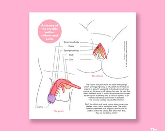 The Clitoris and Penis • Anatomy • Educational Art Print • The Vulva Gallery