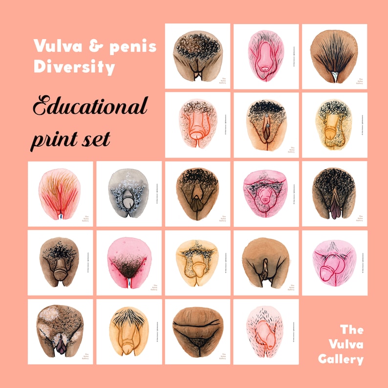 Vulva and Penis Anatomy Education Set Digital Set The Vulva Gallery image 5