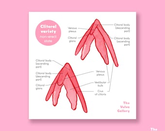 Clitoris Diversity • Anatomy • Educational Art Print • The Vulva Gallery