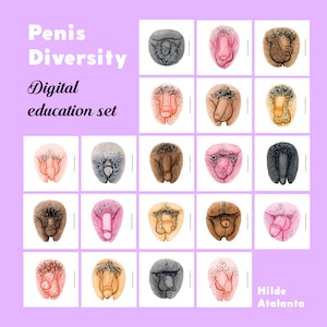 Vulva and Penis Diversity Education Set Digital image 4