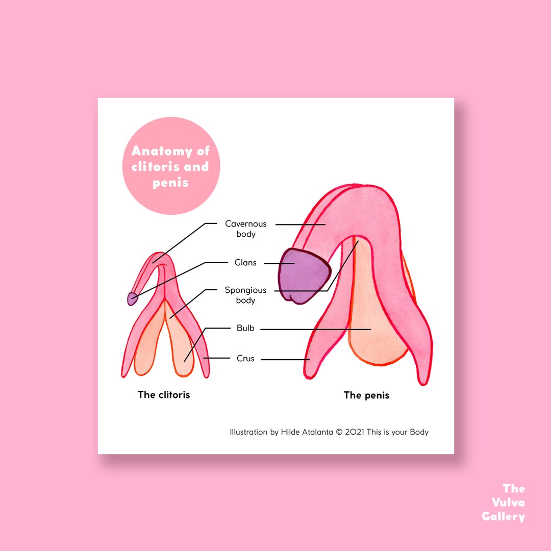 Buy The Clitoris And Penis Anatomy Educational Art Print The Online In India Etsy