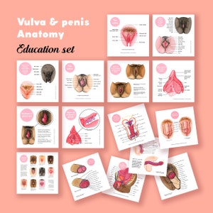 Vulva and Penis Anatomy Education Set Digital Set The Vulva Gallery 画像 2