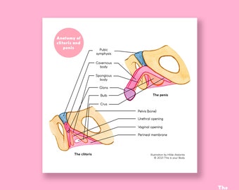 The Clitoris and Penis • Anatomy • Educational Art Print • The Vulva Gallery