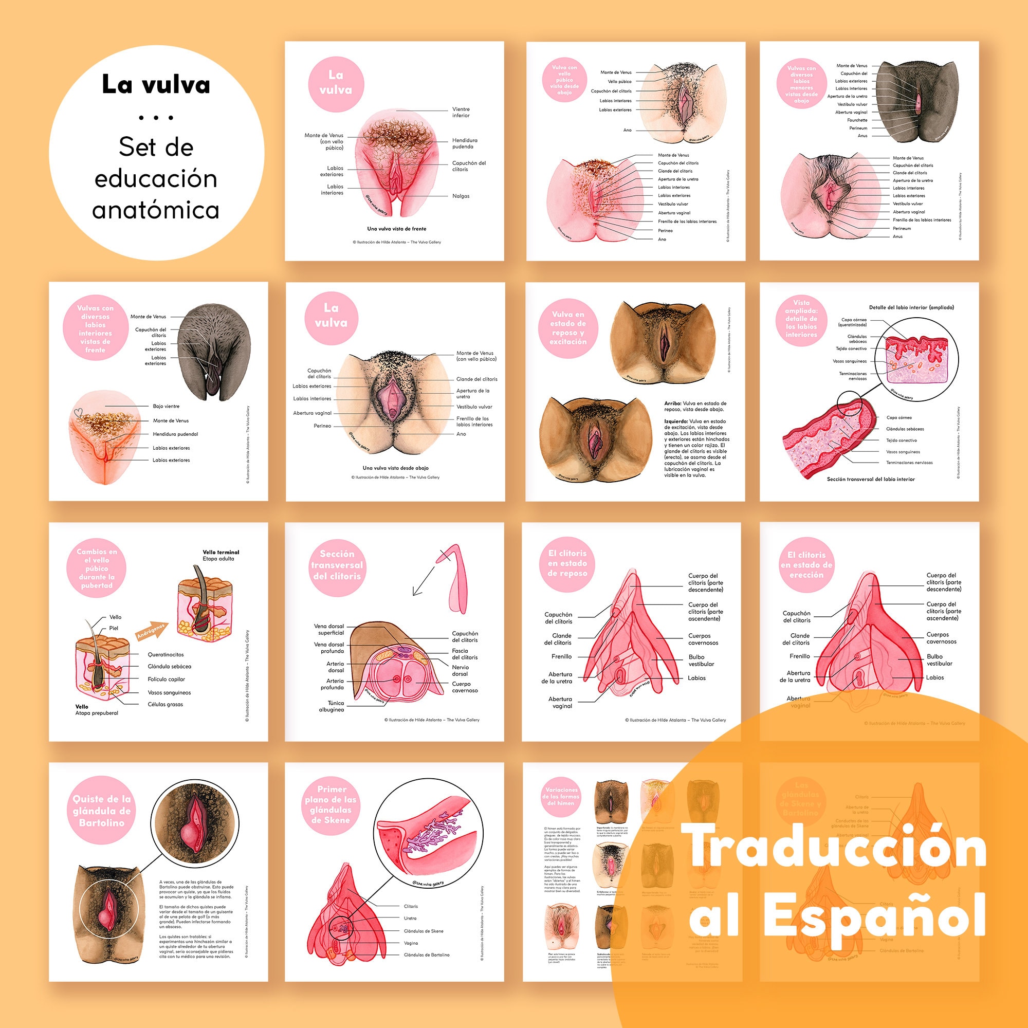 La Set de educación anatómica Versión en Español - México