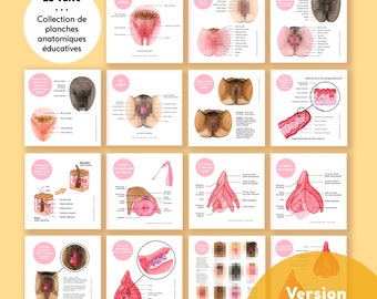 La Vulve • Collection de planches anatomiques éducatives • Version Française • Digital version • The Vulva Gallery