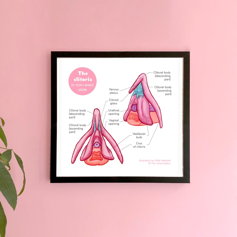 The Clitoris • Detailed Anatomy • Educational Art Print • the Vulva ...