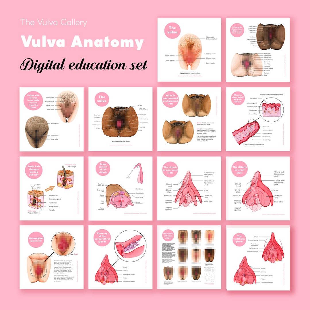 WHAT PART OF THE ANATOMY IS THE VULVA visual data 7