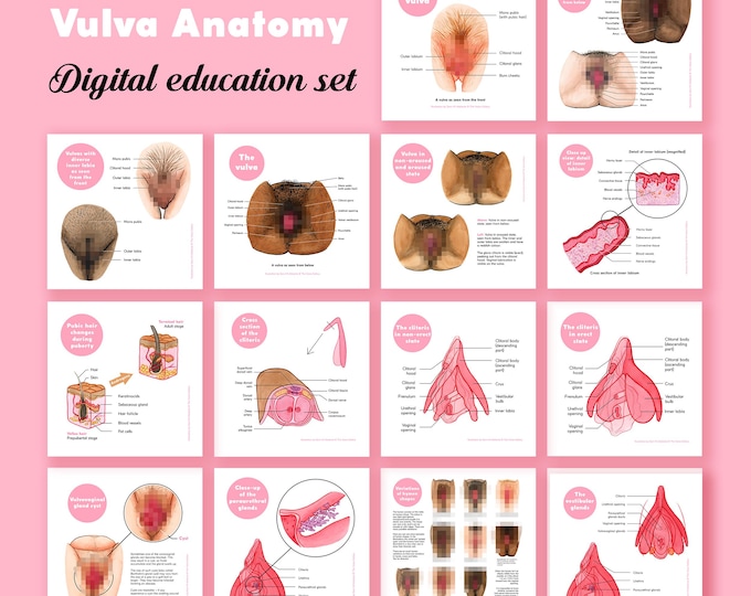 vulva-anatomy-sticker-etsy