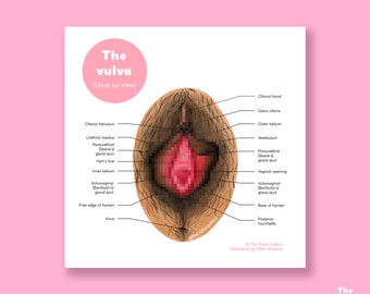 The Vulva • Anatomy • Educational Art Print • The Vulva Gallery