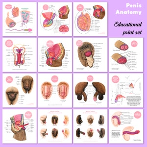 Vulva and Penis Anatomy Education Set Digital Set The Vulva Gallery 画像 3