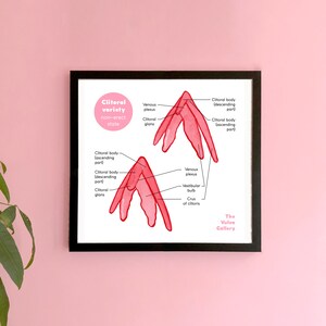 Clitoris Diversity • Anatomy • Educational Art Print • the Vulva ...