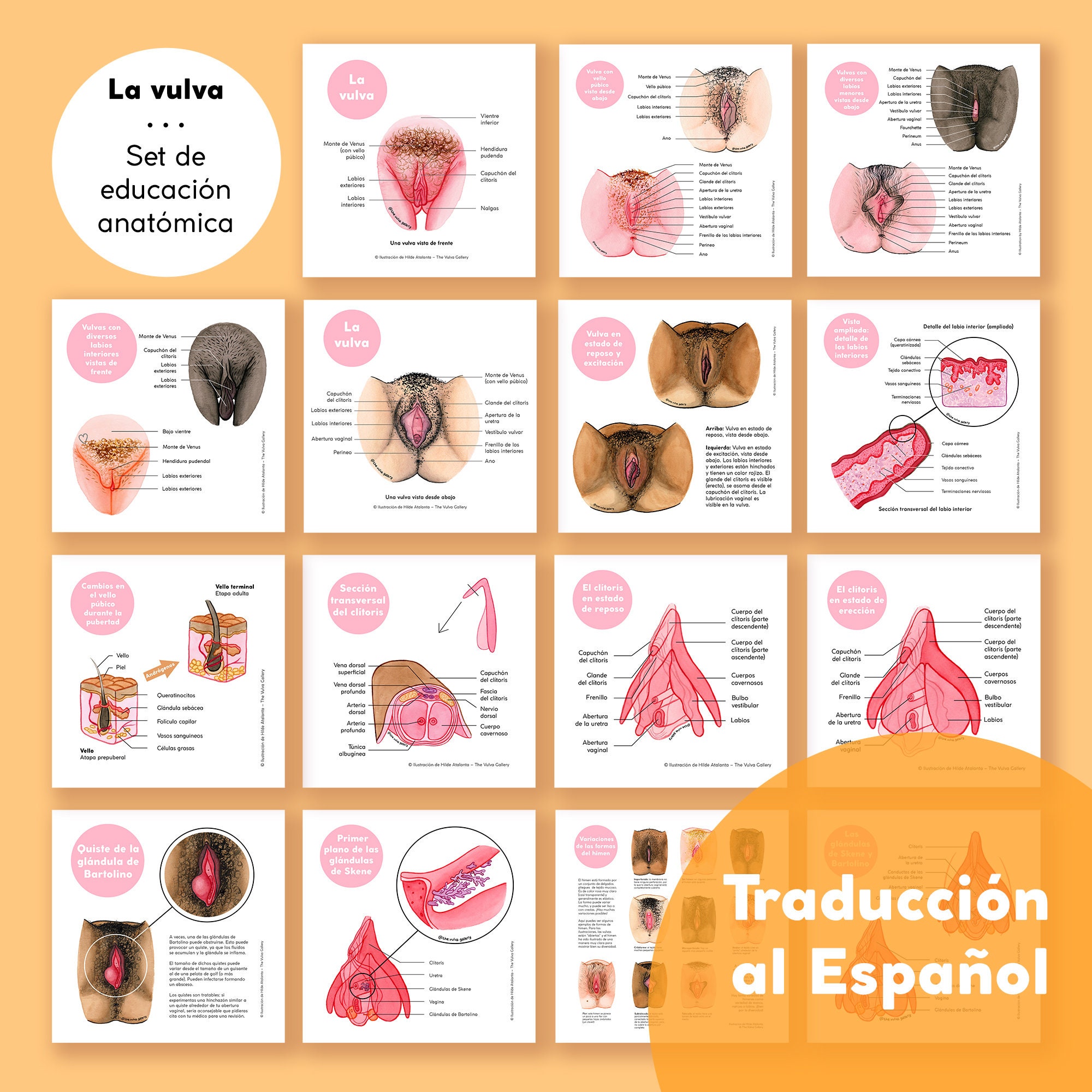La Vulva Set De Educación Anatómica Versión En Español - Etsy UK