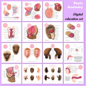 penis-anatomy-digital-education-set-sexual-health-education-the
