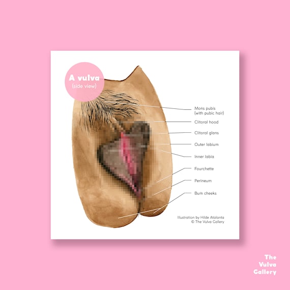 VULVA 外陰部 解剖学 教育用アートプリント 外陰部ギャラリー - Etsy 日本