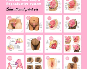 Internal Anatomy & Reproductive system • Educational Print Set • Sexual health education • The Vulva Gallery