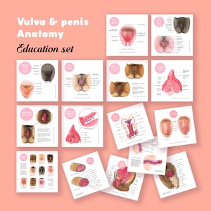 Vulva and Penis Anatomy Education Set Digital Set The Vulva Gallery 画像 1