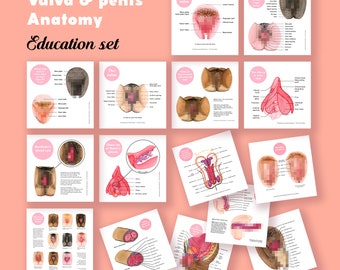 Vulva and Penis Anatomy Education Set • Combination Pack • The Vulva Gallery