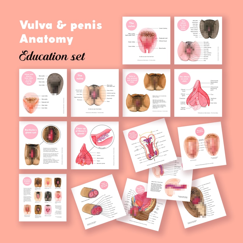 Vulva and Penis Anatomy Education Set Digital Set The Vulva Gallery 画像 1