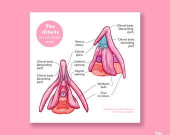 The Clitoris • Detailed Anatomy • Educational Art Print • The Vulva Gallery