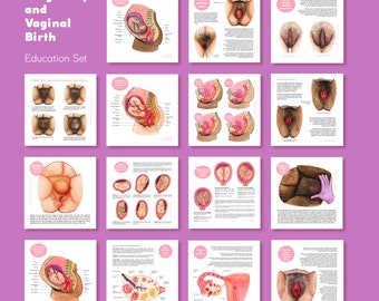 Pregnancy and Vaginal Birth Education Set • 15 prints + 15 digital images • The Vulva Gallery