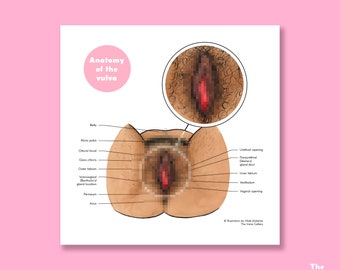 The Vulva • Anatomy • Educational Art Print • The Vulva Gallery