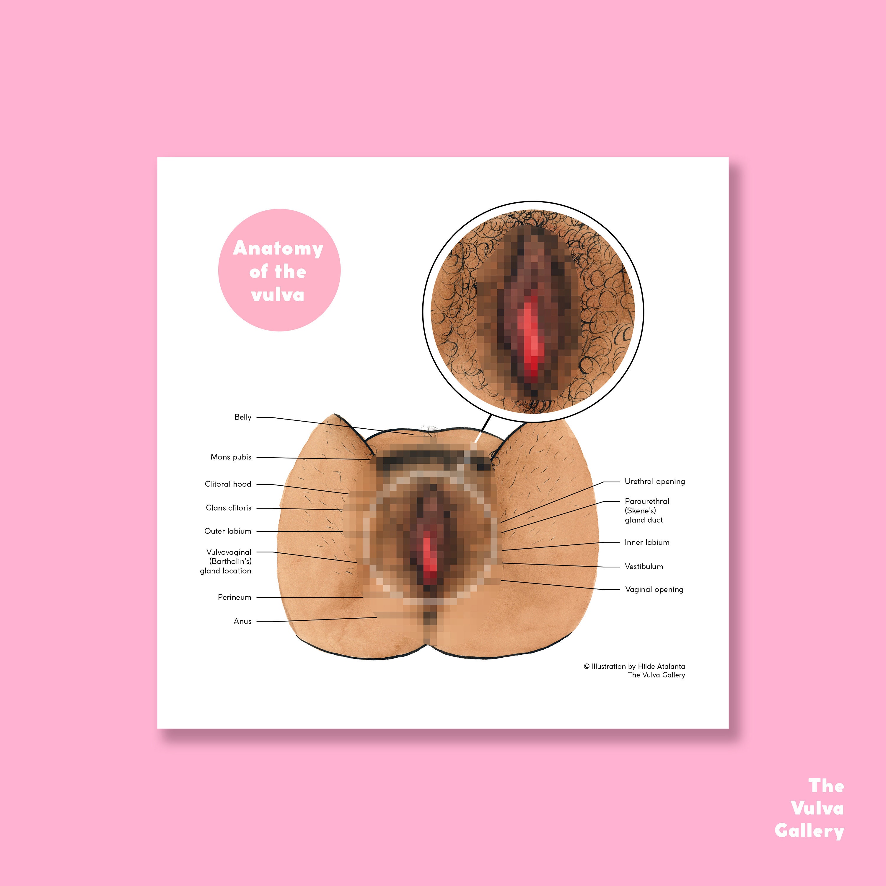 La vulva Anatomía Impresión de arte educativo La galería Foto Foto