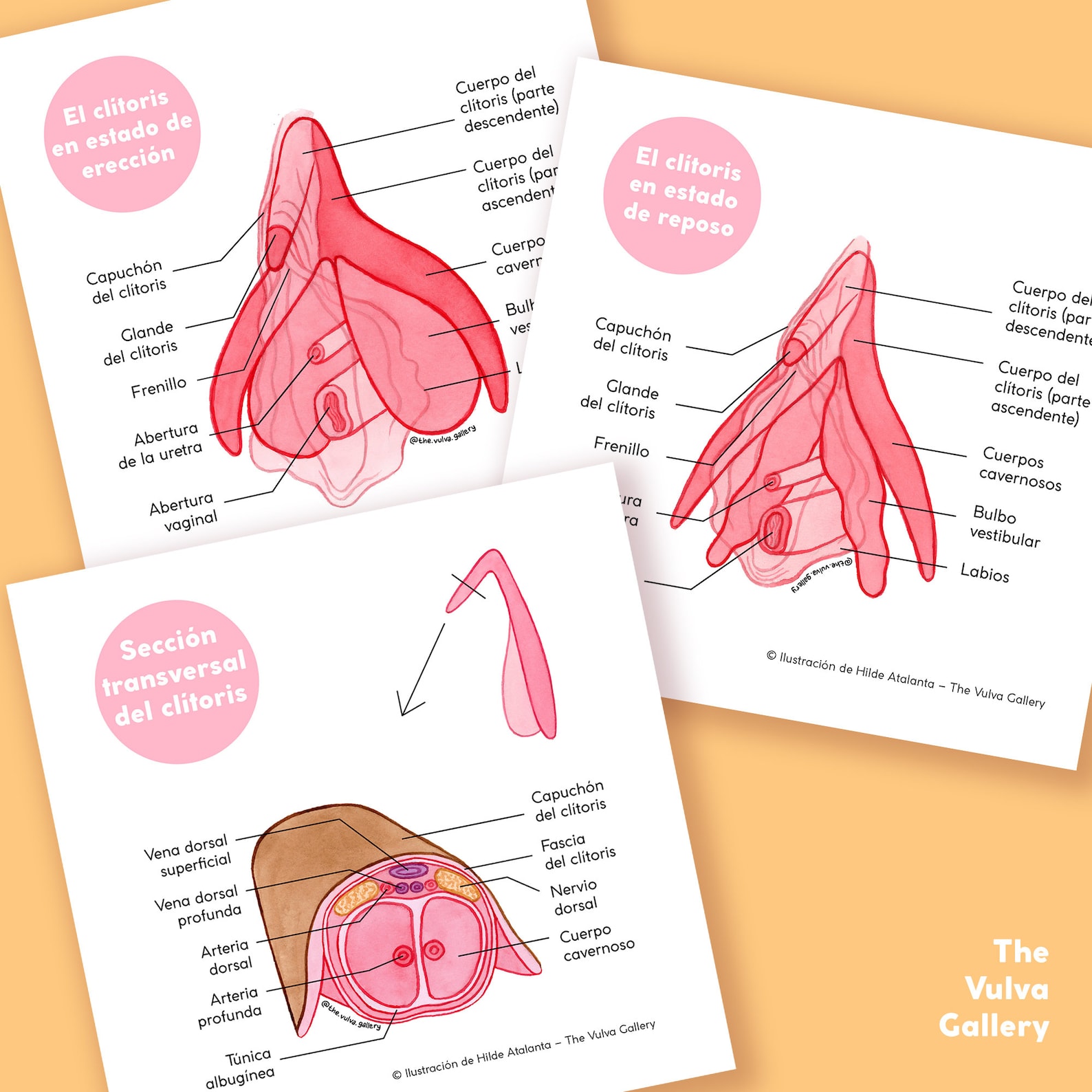La Vulva Set De Educaci n Anat mica Versi n En Espa ol Etsy la-vulva-set-de-educaci-n-anat-mica-versi-n-en-espa-ol-etsy