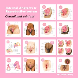 Vulva and Penis Anatomy Education Set Digital Set The Vulva Gallery 画像 4