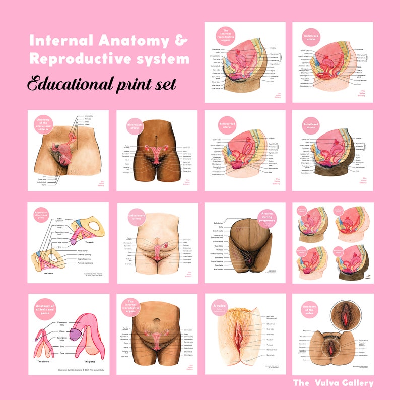 Vulva and Penis Anatomy Education Set Digital Set The Vulva Gallery image 4