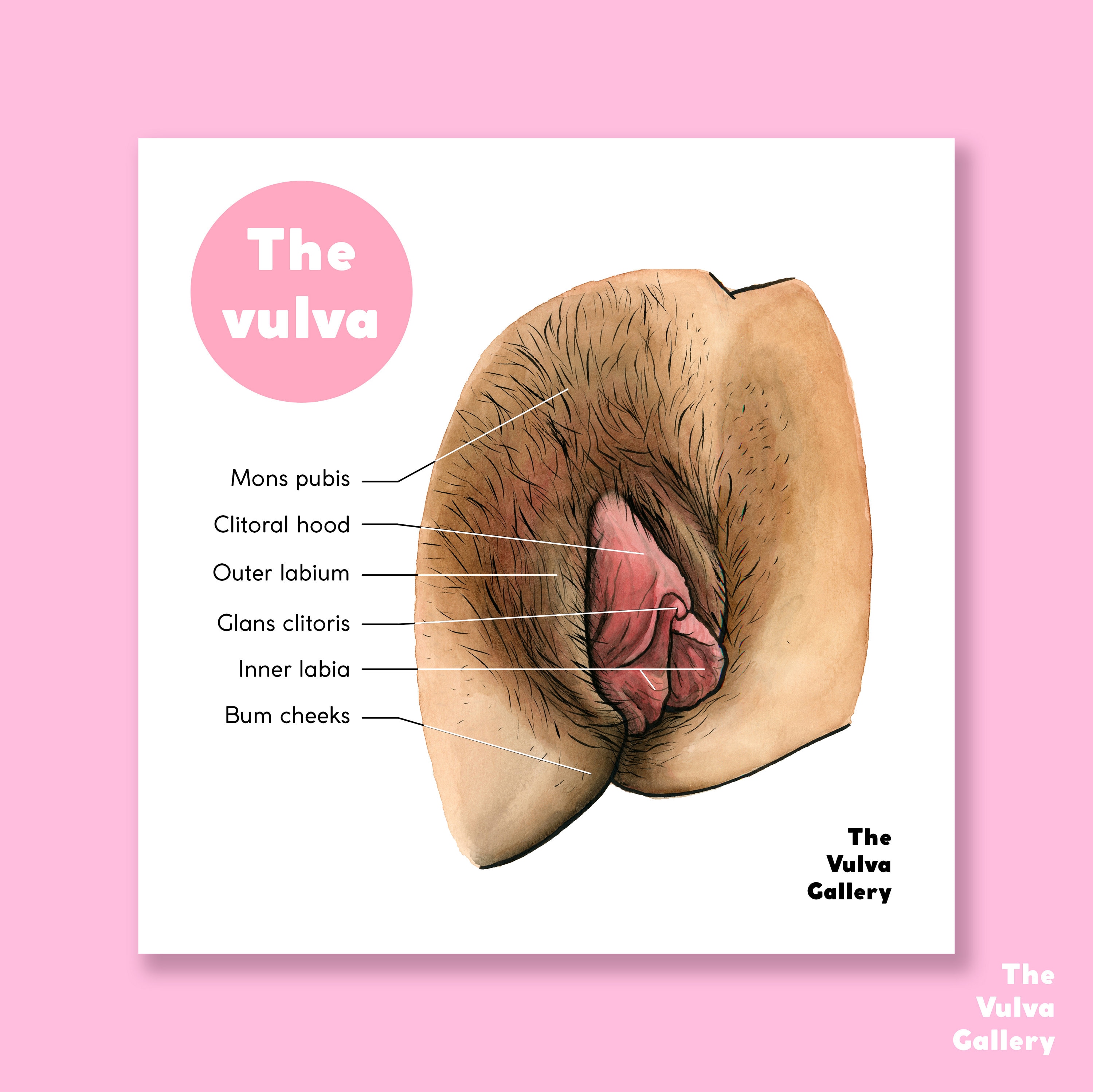  vulva 