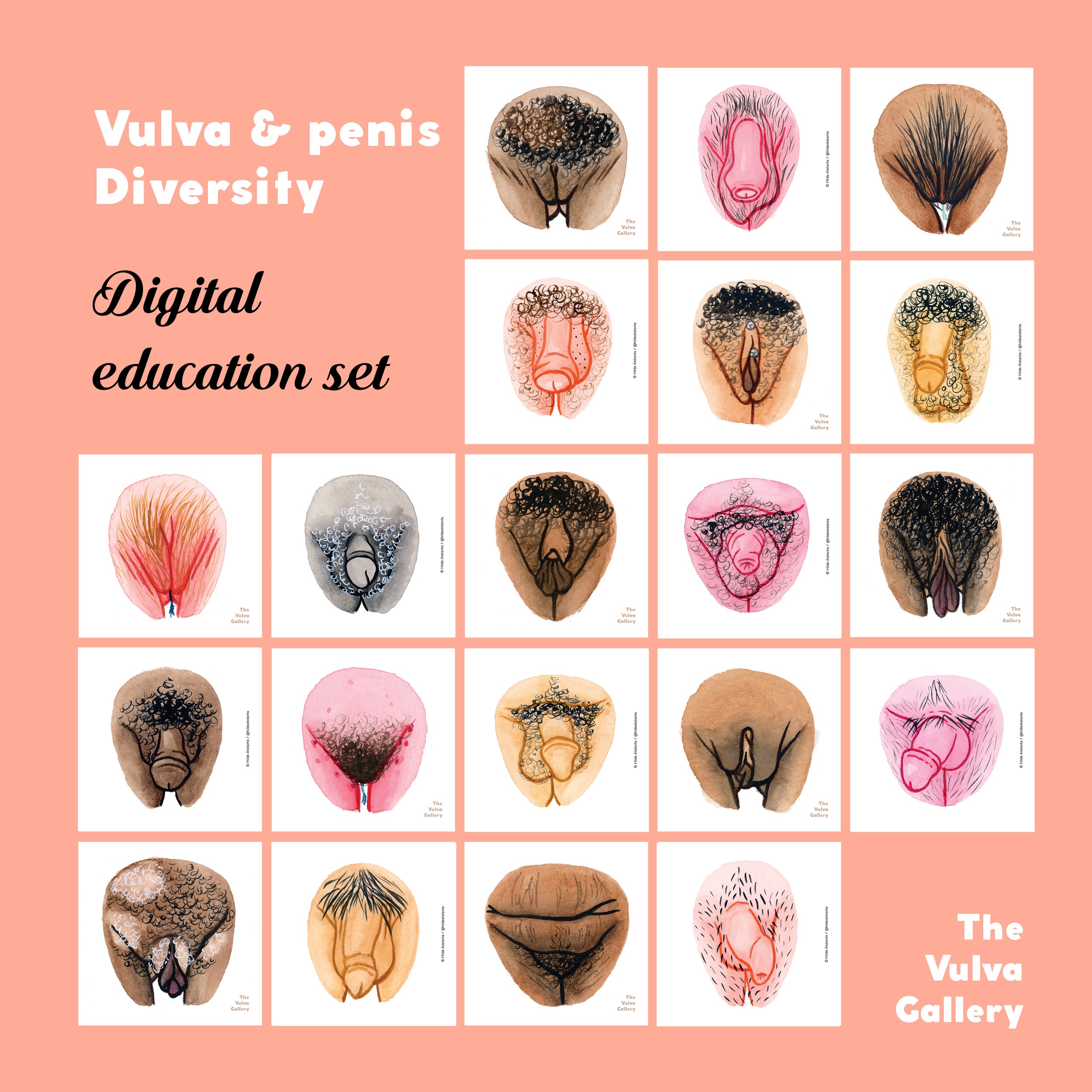 Vulva Shapes