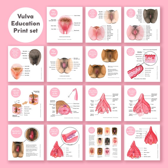 Vulva Anatomy Education Set English version 15 prints 21 | Etsy