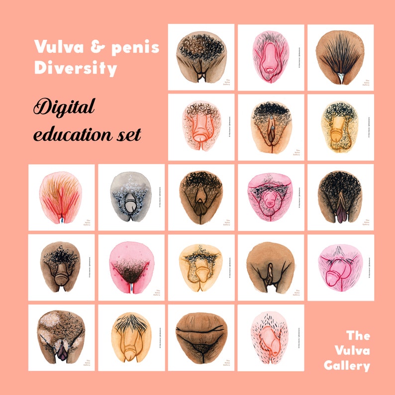 Vulva and Penis Diversity Education Set Digital image 2