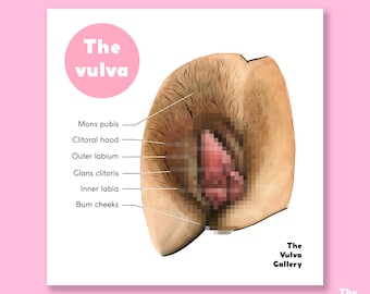 The Vulva • Anatomy • Educational Art Print • The Vulva Gallery