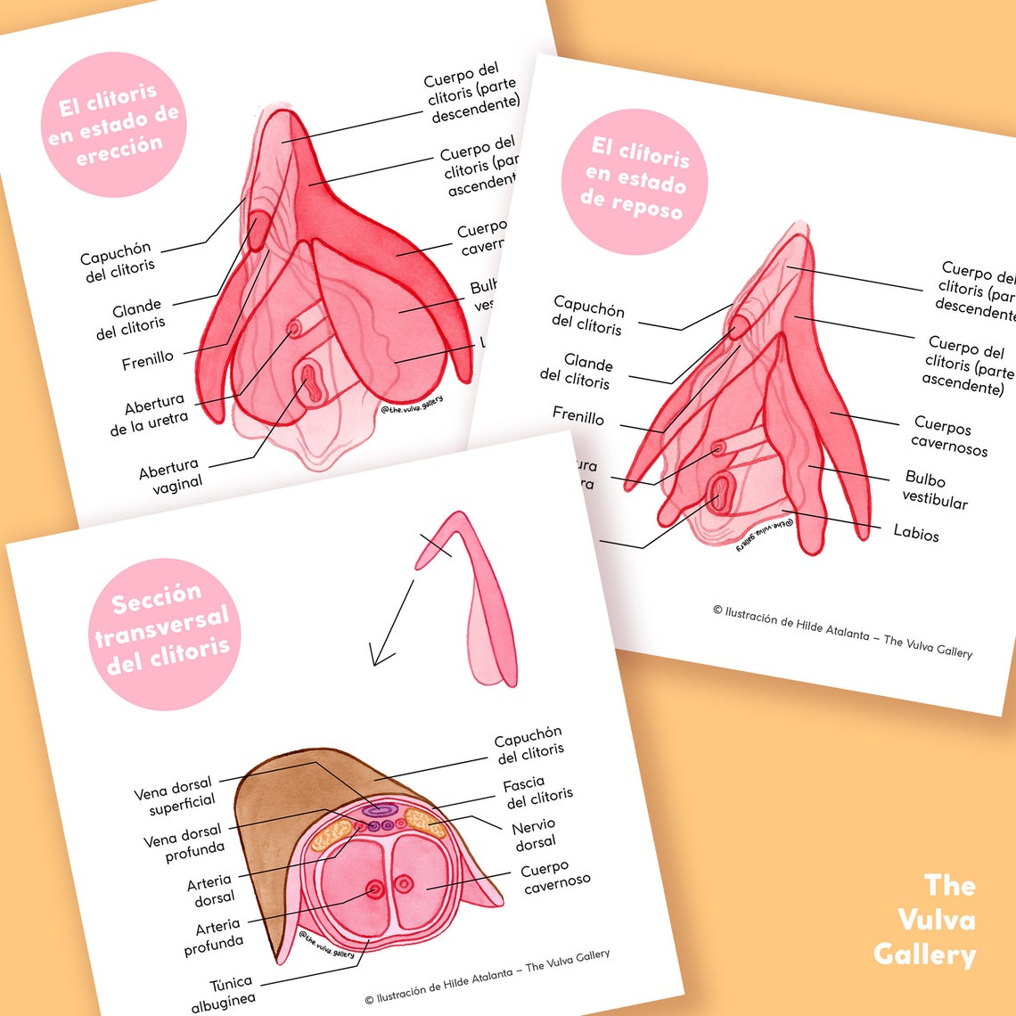 la-vulva-set-de-educaci-n-anat-mica-versi-n-en-espa-ol-15