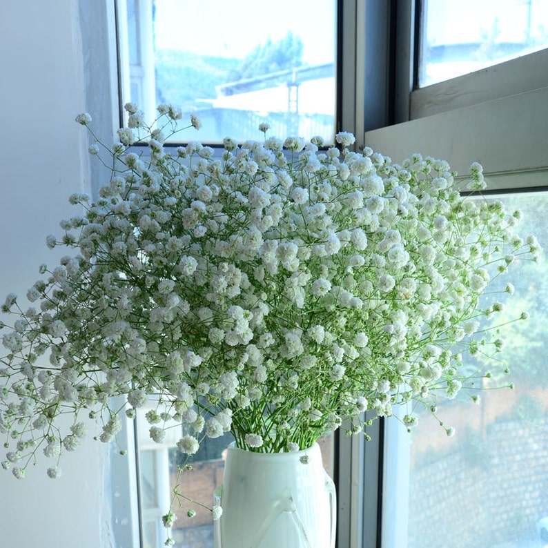 Real Babys Breath Dried flowers bouquet 5060cm