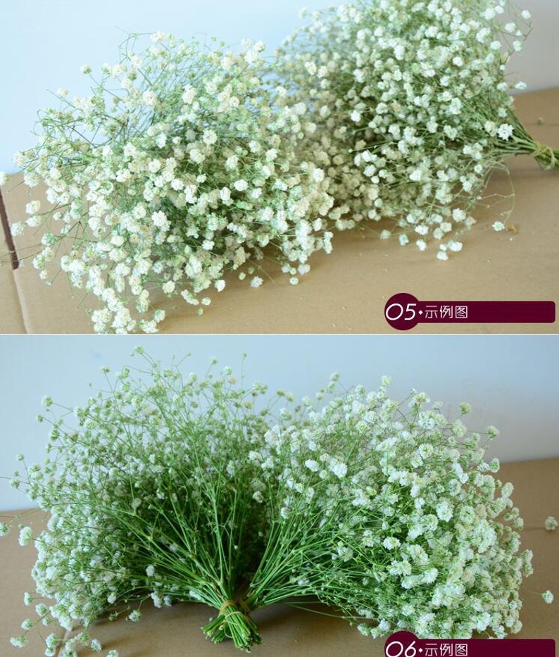 Real Flowers Babys Breath Bouquet 20-30cm Dried ...