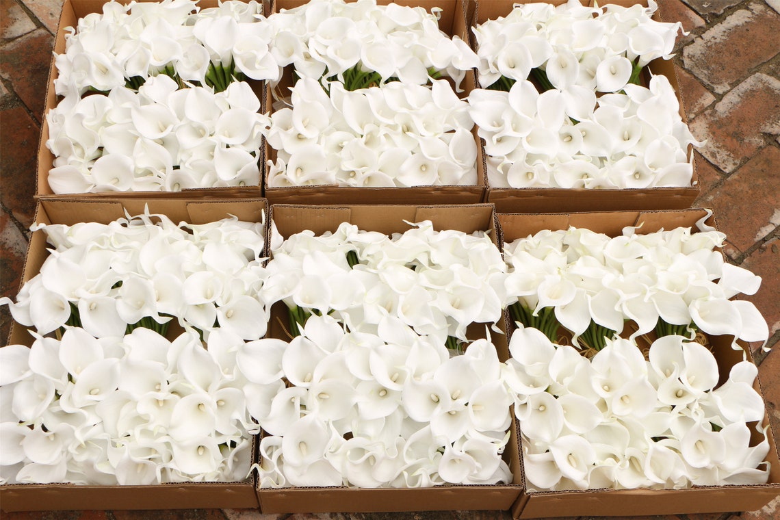 100 White Calla Lilies in Bulk Wholesale Calla Lily Bouquet Etsy