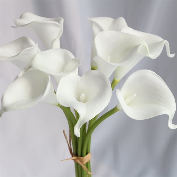 Lirio calla sale