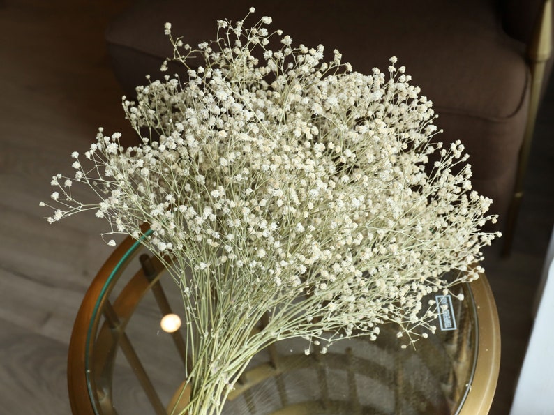 Real Flowers Babys Breath Bouquet 2030cm Dried Babysbreath Etsy