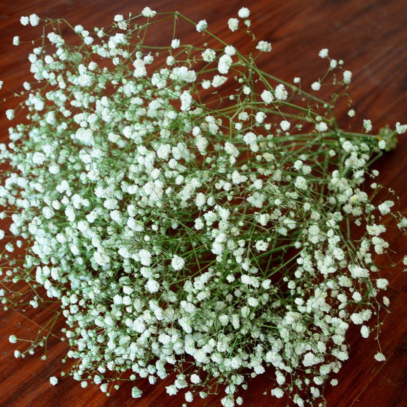 Real Flowers Babys Breath Bouquet 2030cm Dried
