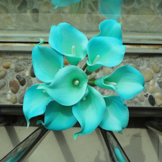 tiffany blue calla lily