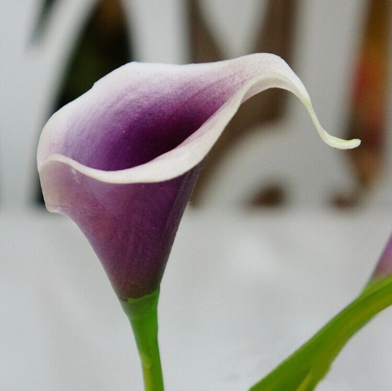 Picasso Purple Calla Lily 10 Stems Mini Calla Lily Real Touch Etsy