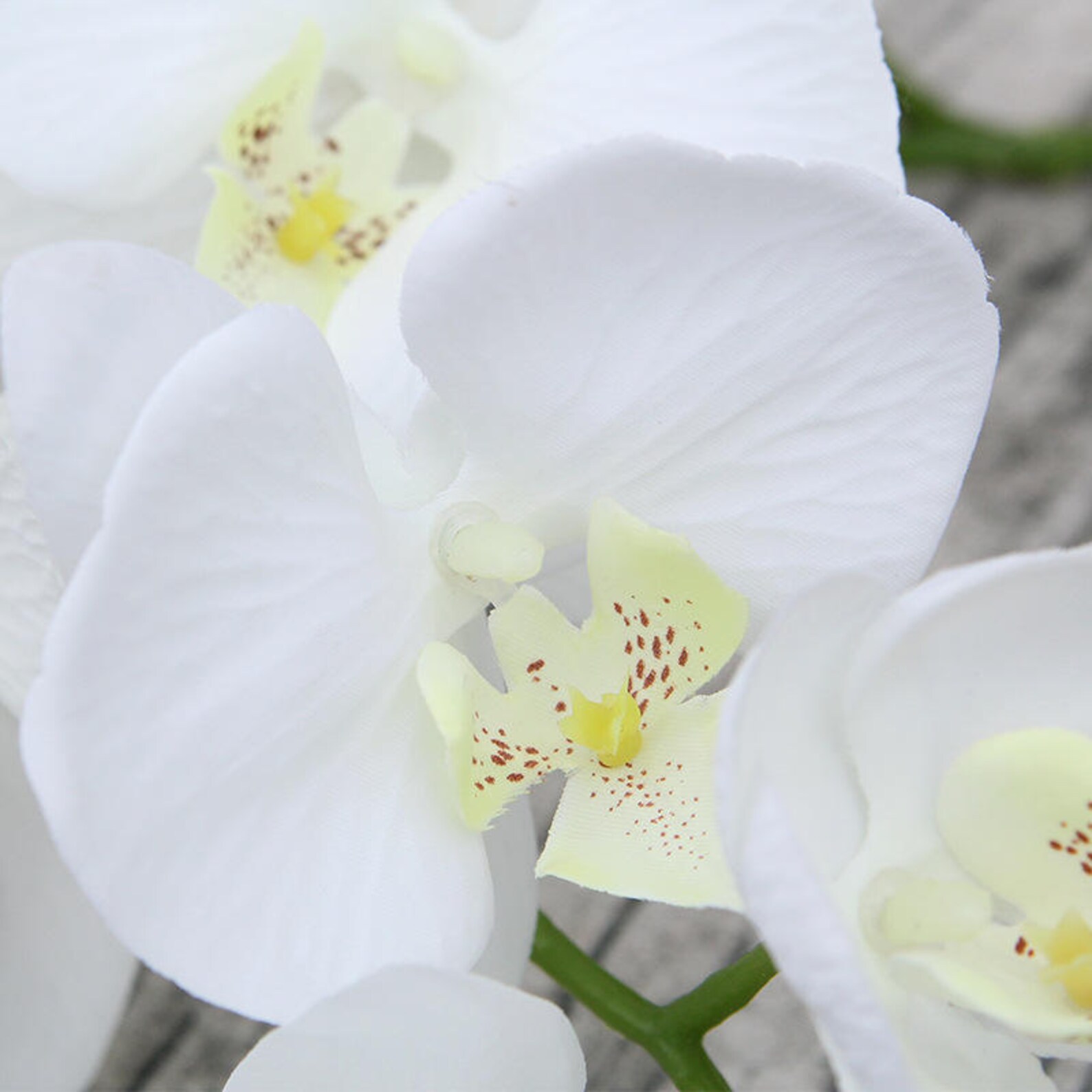 White Butterfly Flowers Artificial Silk Orchids 5 Stems for Etsy