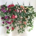 see more listings in the Flower/Leaf Garland section