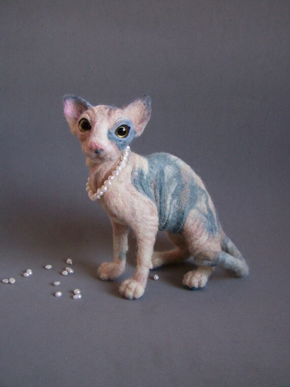 sphynx cat teddy