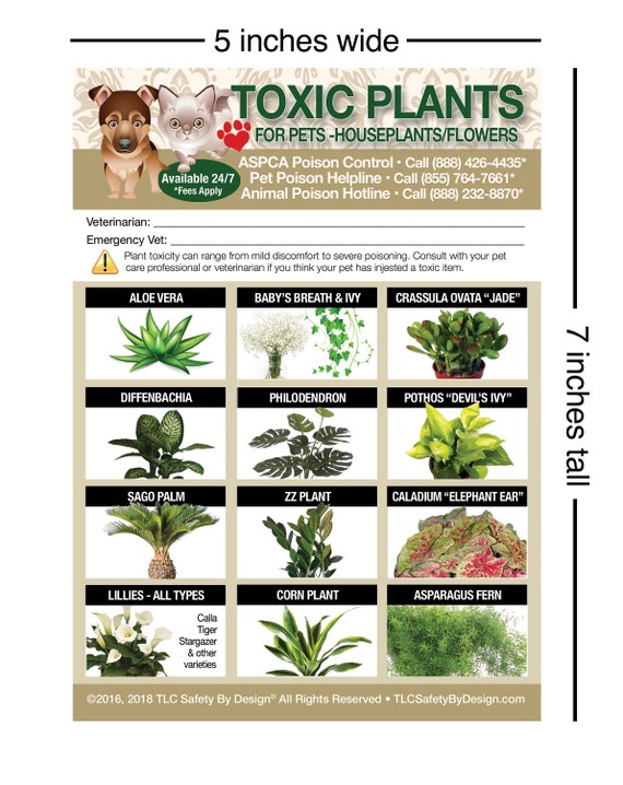 aspca list of toxic plants for dogs